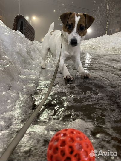 Выгул собак за деньги