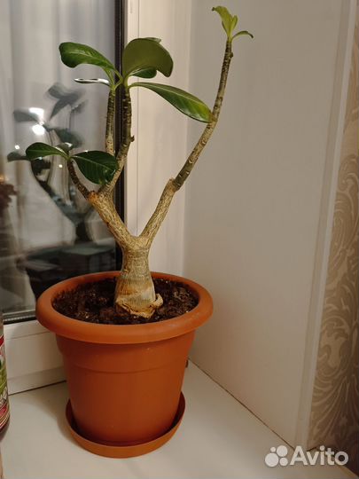 Спатифиллум