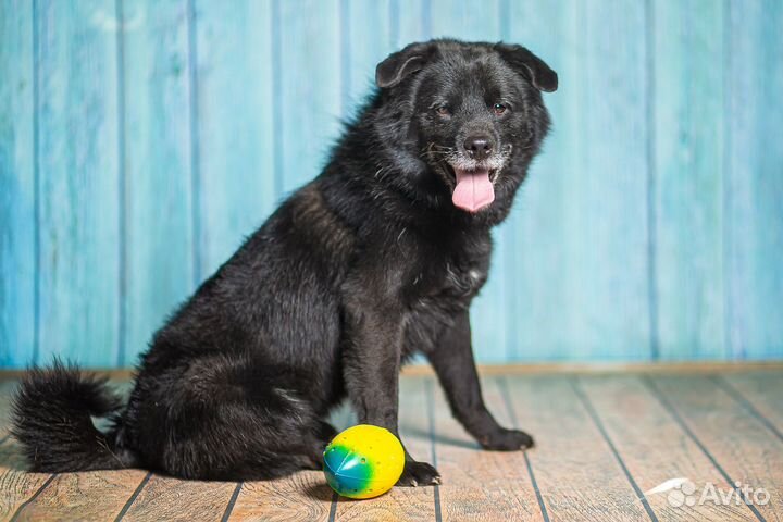 Маленькая собачка в добрые руки