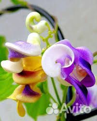 Вигна каракала лиана