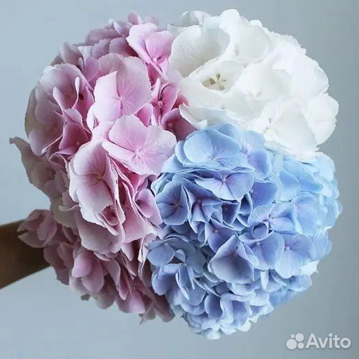 Букет из гортензий 11 21 31 51 101 Доставка