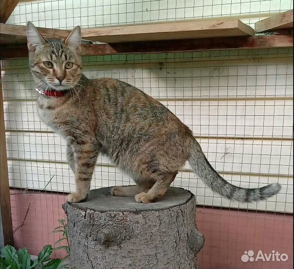 Кошечка в добрые руки