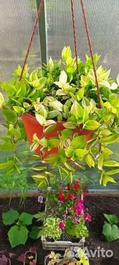 Традесканция