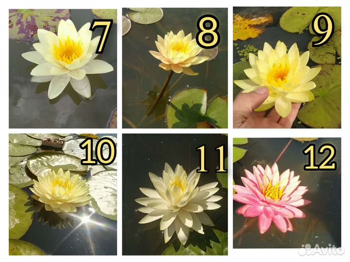 Нимфеи, Кувшинки, Водные Лилии, Ирисы, Аир, Рогоз