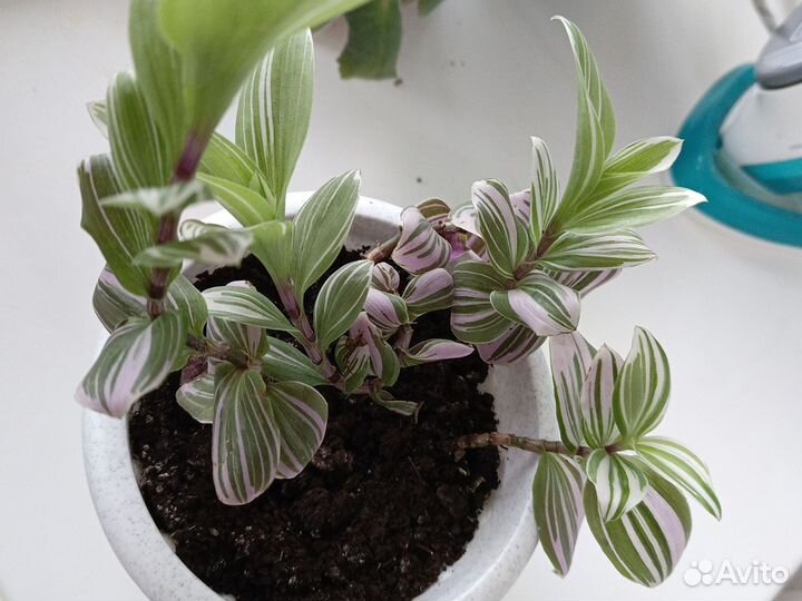 Комнатные цветы