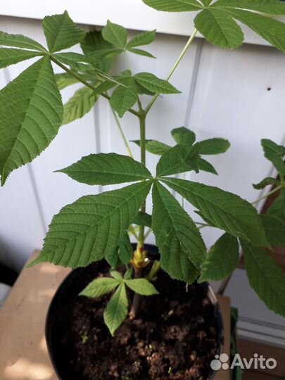 Дерево Конский каштан (саженцы 2-х летки)