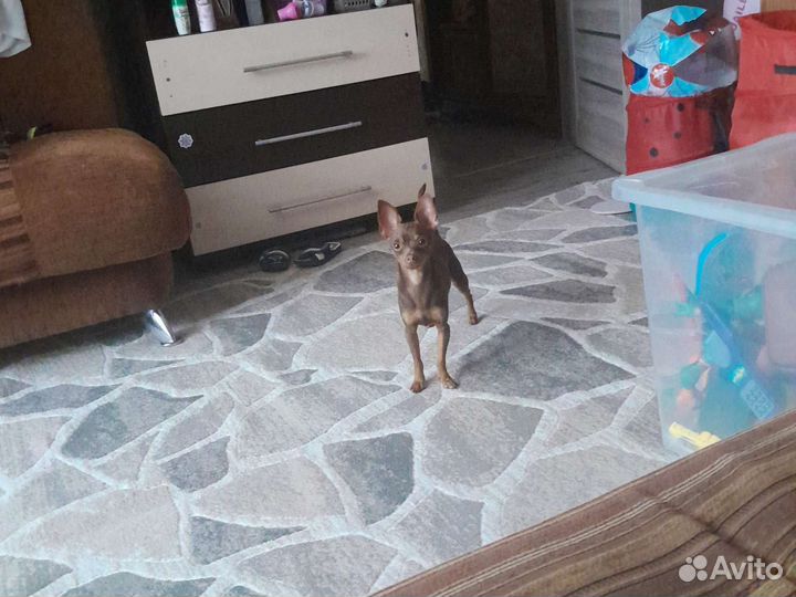Собака для вязки