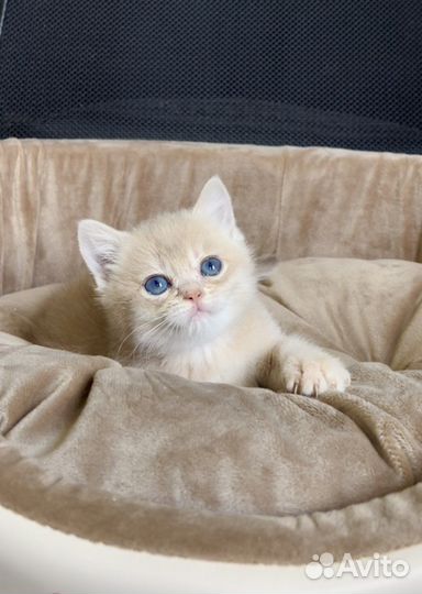 Британская золотая лиловая шиншилла шелл cy12 кот3