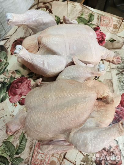 Домашние куры бройлеры на мясо