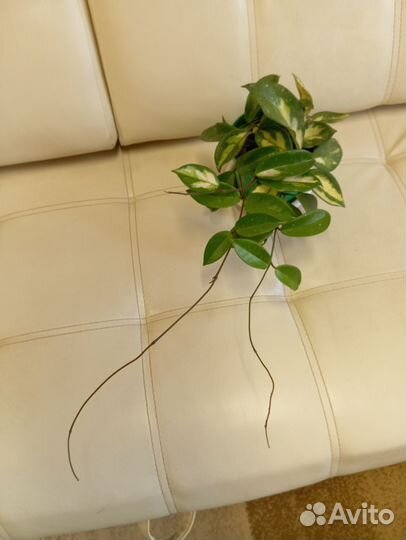 Хойя карноза триколор