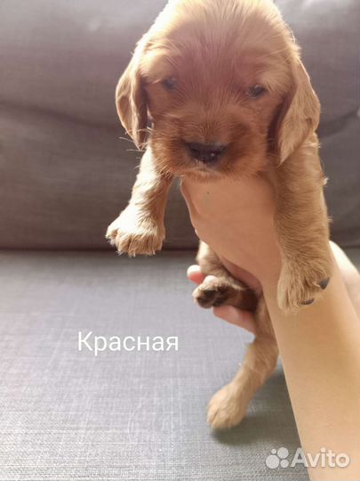 Английский кокер спаниель