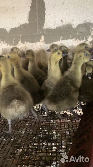 Птица оптом и розеица