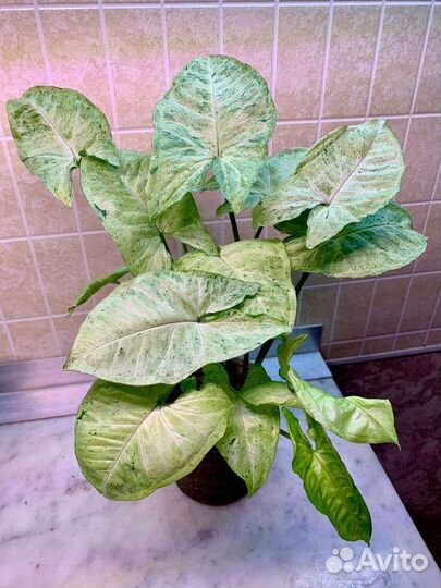 Сингониум Freckles (5 кустиков) 40см