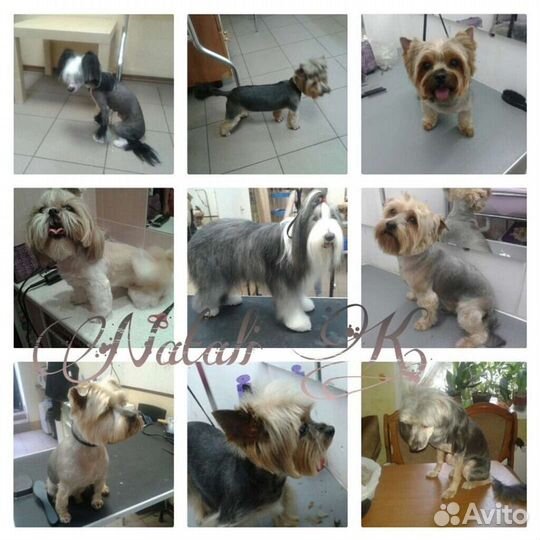 Стрижка собак с выездом на дом