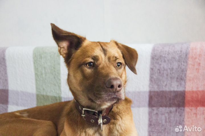 Шоколадный нос ищет дом