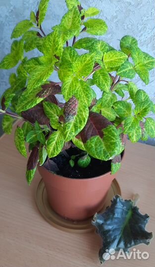 Колеусы сортовые + лист фиалки (в подарок)