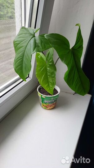 Сингониумы сортовые