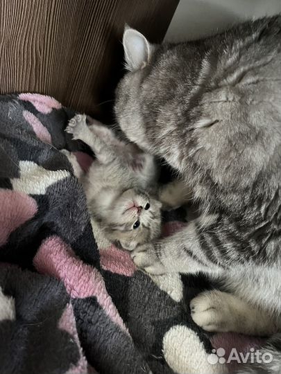 Шотландские котята