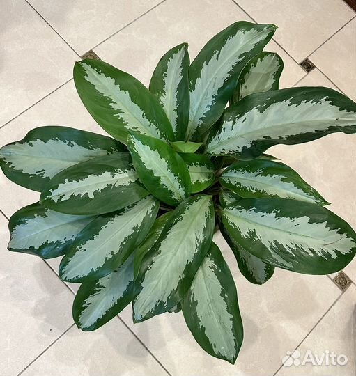 Аглаонема Сильвер Мун Silver moon