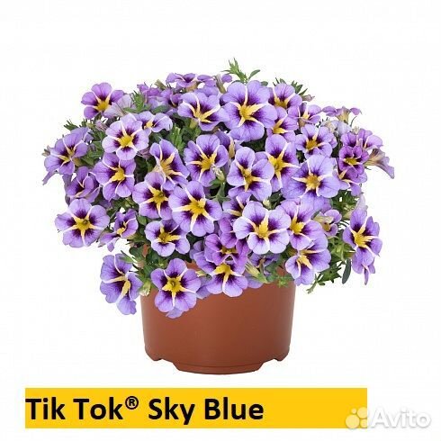 Укорененные черенки калибрахоа