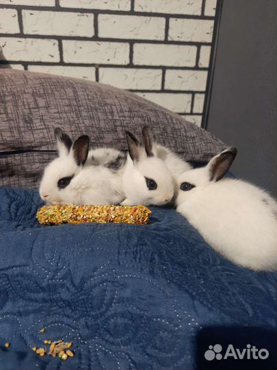 Декоративные кролики