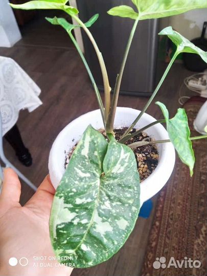 Маранта сциндапсус