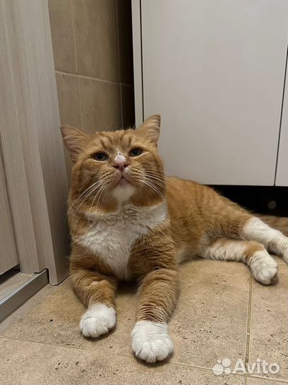 Котик в добрые руки