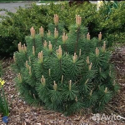 Сосна горная пумилио