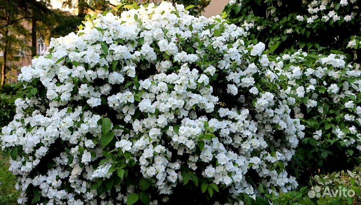 Саженцы и декоративные кустарники