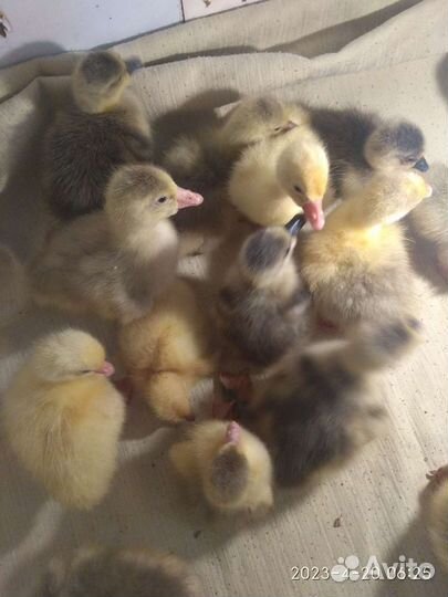 Гуси утята индоутки