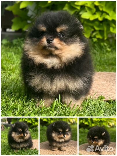 Шпиц девочка