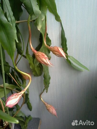 Эпифиллум оксипеталум