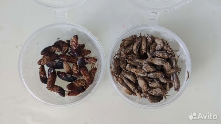 Кормовые насекомые заморозка