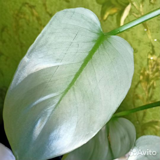 Филодендрон Silver Sword и Pink Princess