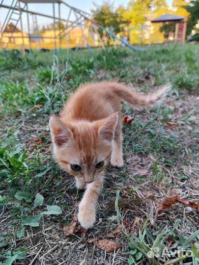 Рыжий котенок
