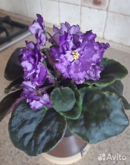 Цветы комнатные