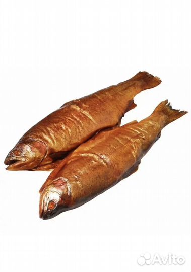 Форель свежая