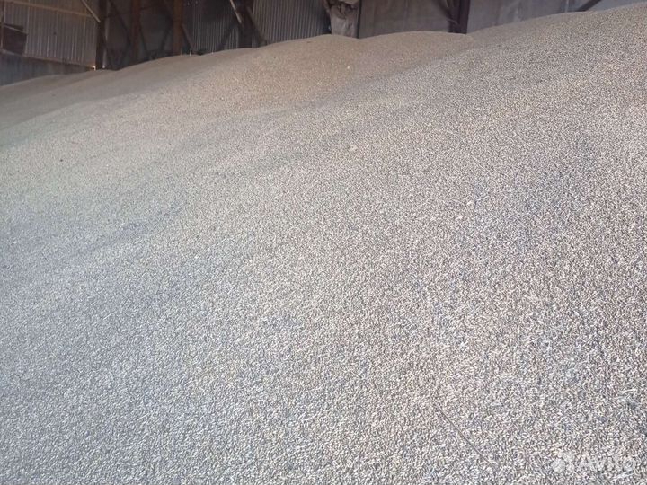 Пшеница Ячмень