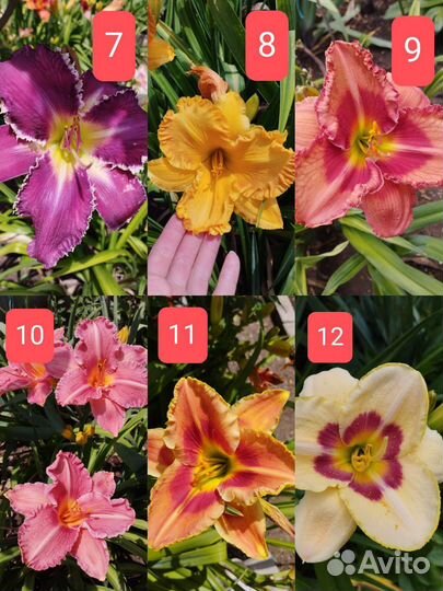Лилейники сортовые разные свои