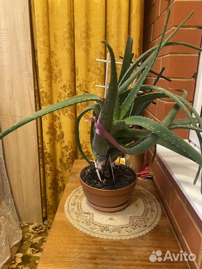 Цветок алоэ вера