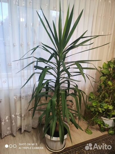 Пальма юкка