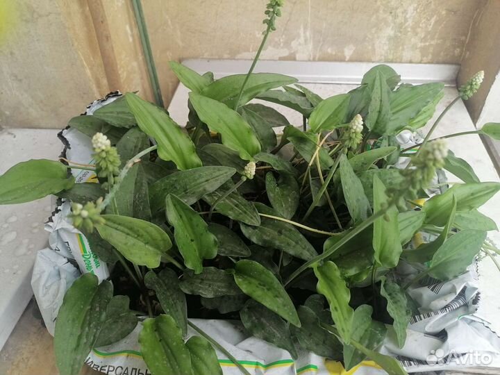 Дримиопсис пятнистый