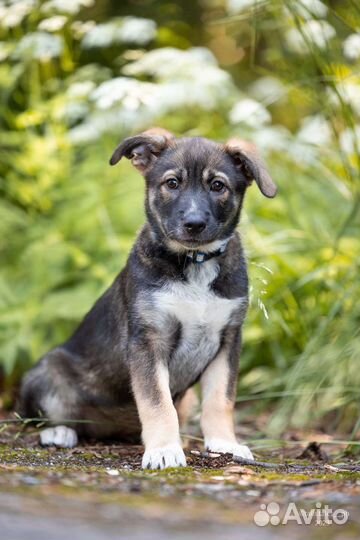 Щенок девочка в добрые руки