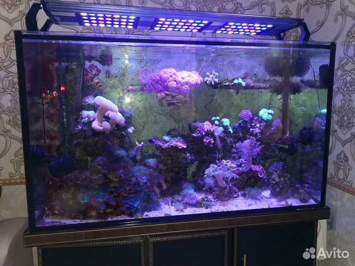 Морской аквариум с рыбками