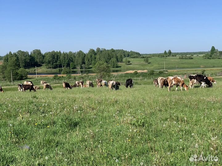 Молоко коровье оптом и в розницу