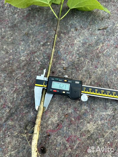 Сеянец катальпы