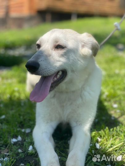 Метис лабрадора в дар