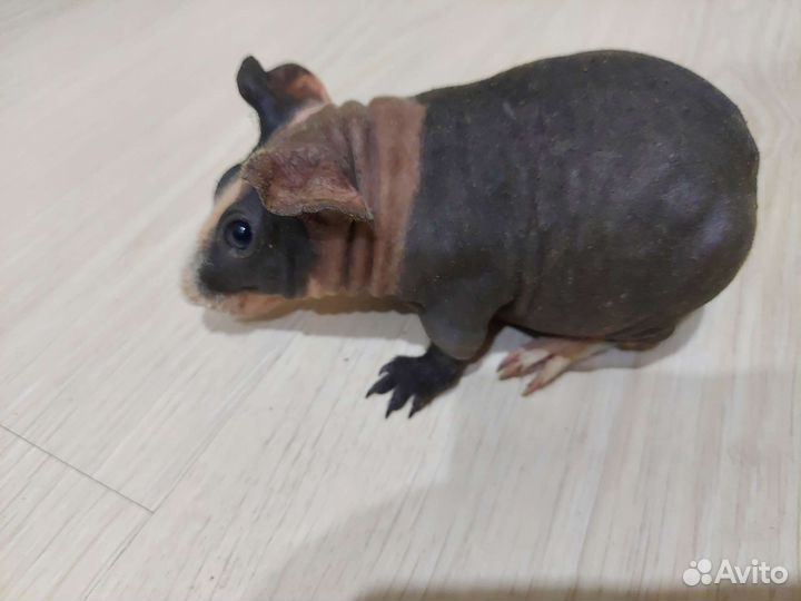 Морская свинка скинни