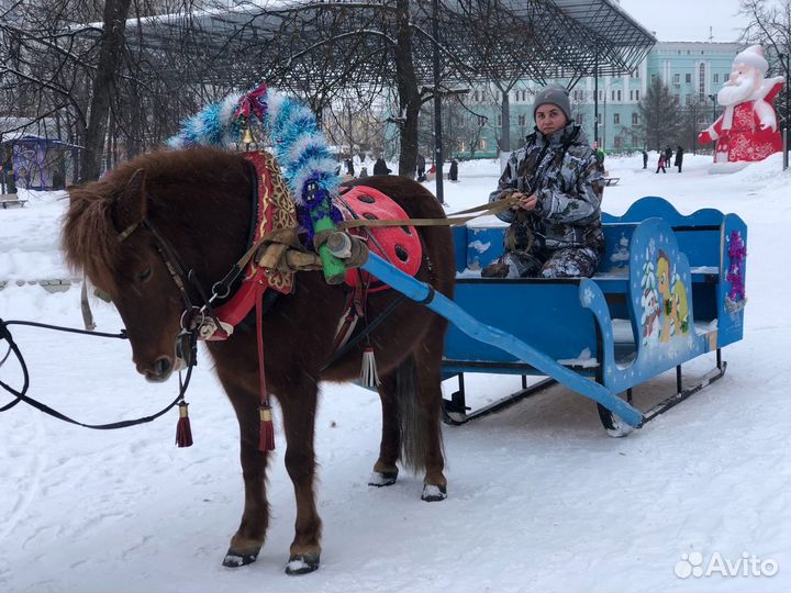 Сани для лошади