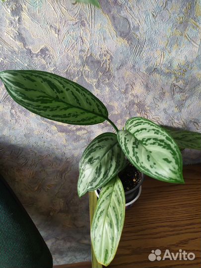 Аглаонема Сильвер Квин